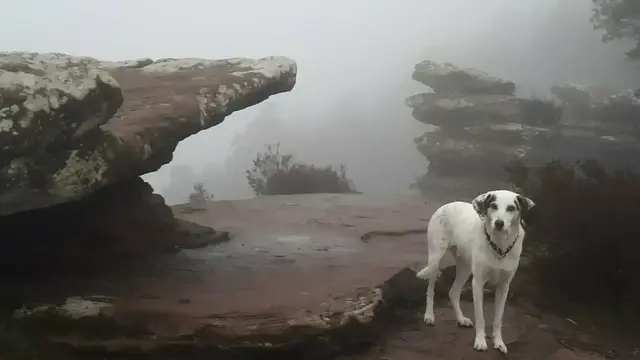  Mystische Gebirgslandschaften mitten im Pfälzerwald, rot leuchtende Sandsteinfelsen, die sich zu riesige Wachtürme aufschichten, von filigranen Waben durchzogene, moosverwitterte Wände, plötzlich im Nebel auftauchende bizarre Felsgebilde, die, wie von mächtiger Götterhand gemeiselt, riesigen Skulpturen gleichen - staunend wandeln wir durch ein märchenhaftes Naturparadies: Die Geiersteine im Herzen des Wasgaus, jenem an Naturattraktionen so reichem, zwischen Lug und Annweiler gelegenen Wanderrevier im Herzen des Pfälzerwalds. | Foto: Markus Pacher