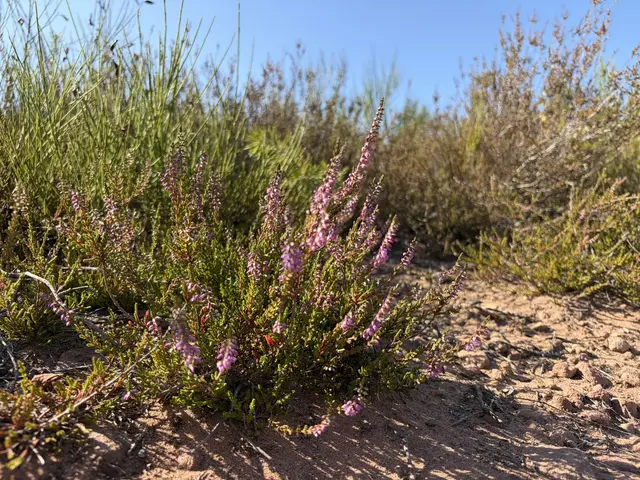 Nur wenige Wochen im Jahr zeigt sich die Mehlinger Heide in leuchtendem Violett. Während der Heideblüte zählt das Naturschutzgebiet zu den schönsten Ausflugszielen der Pfalz  | Foto: VG EA/Lisa Müller/gratis