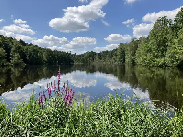 Vogelwoog Kaiserslautern: Hier gibt es wunderschöne Ausblicke und entspannte Wanderwege | Foto: Stephanie Walter