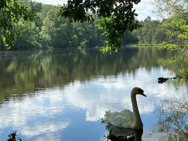 Am Vogelwoog Kaiserslautern tummeln sich auch Schwäne | Foto: Stephanie Walter