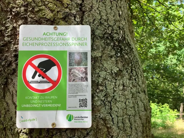 Der Eichenprozessionsspinner kann im Waldgebiet vorkommen. Von der Raupe und den Nestern sollte man Abstand halten. | Foto: Stephanie Walter