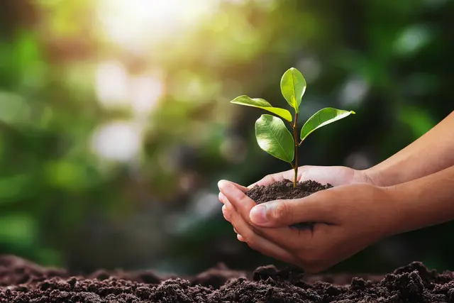 Von Balkonkraftwerken bis zu Baumpflanzungen: Das neue Geoportal macht Klimaschutzmaßnahmen in Kaiserslautern sichtbar | Foto: lovelyday12/stock.adobe.com