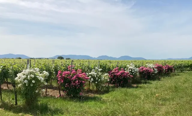 Mit Rosen am Ortseingang oder in Beeten setzen Gemeinden im Kreis SÜW sichtbare Farbakzente und unterstützen Insekten. | Foto: Weingut Martin Bangerth/frei