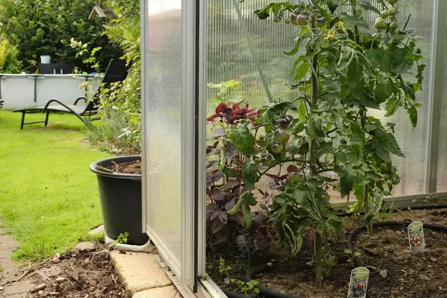 Ein geschützter Standort im Gewächshaus hilft Tomatenpflanzen, gesund durch den Sommer zu kommen. | Foto: Zacharie Scheurer/dpa-mag