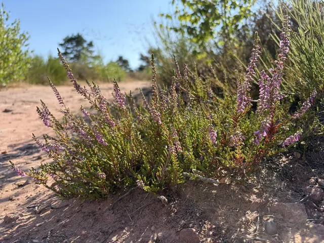 Die Mehlinger Heide bei Mehlingen lädt während der Heideblüte zu geführten Wanderungen durch eines der größten Heidegebiete Südwestdeutschlands ein | Foto: VG EA/Lisa Müller/gratis