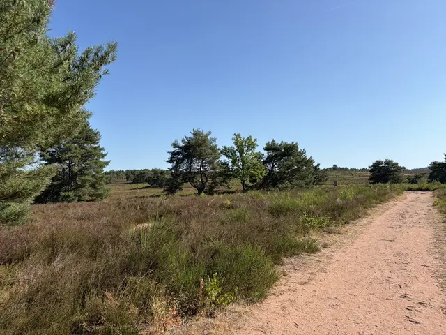 Ein violettes Blütenmeer, seltene Tierarten und beeindruckende Natur: Die Mehlinger Heide lockt jetzt mit ihrer schönsten Seite und geführten Wanderungen | Foto: VG EA/Lisa Müller/gratis