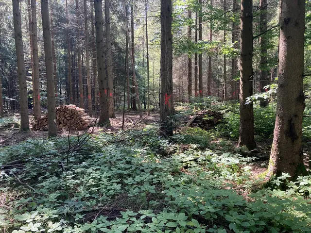 „K“ wie Käferbaum: Ein rotes „K“ kennzeichnet Fichten, die einen Borkenkäferbefall aufweisen. | Foto: Kreisforstamt
