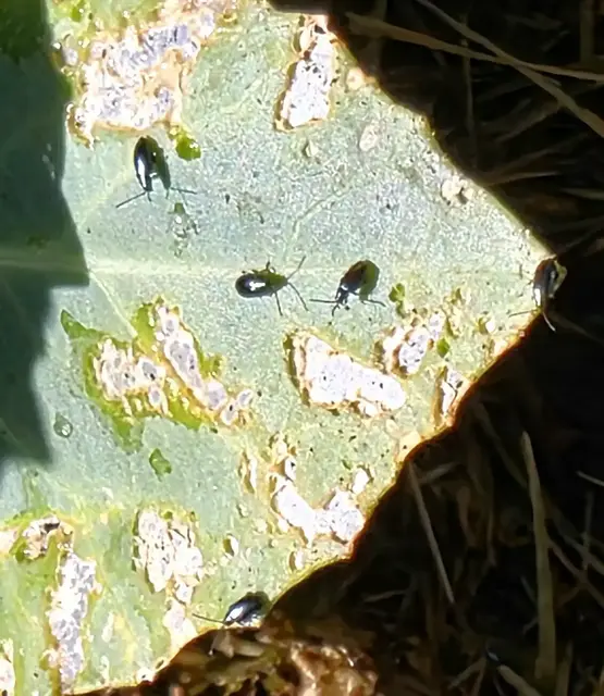 Wer Erdflöhe in seinem Garten oder Beet entdeckt, sollte schnell handeln und diese bekämpfen | Foto: Jens Vollmer