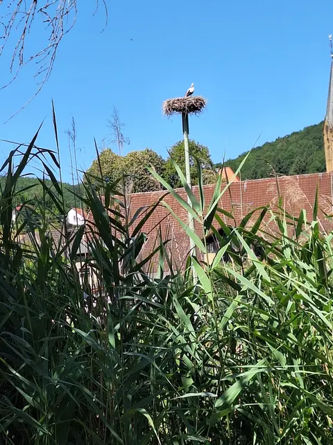 Storch | Foto: Ich