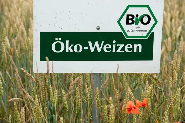 Die Grünen werfen der schwarz-roten Landesregierung vor, den Ökolandbau aufzugeben. (Symbolbild)  | Foto: Armin Weigel/dpa
