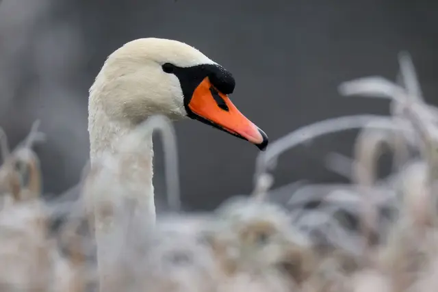 Passanten hatten den in Not geratenen Schwan entdeckt (Symbolbild) | Foto: Thomas Warnack/dpa