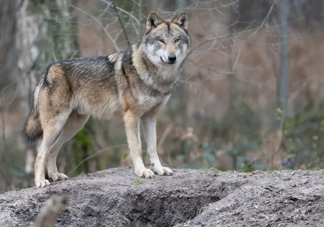 Die Ausbreitung des Wolfes in Rheinland-Pfalz erfolgt laut Experten langsam und punktuell (Archivbild) | Foto: Boris Roessler/dpa