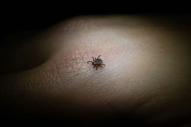 Zeckenstiche vermeiden: FSME und Borreliose: Diese beiden Erkrankungen können Zecken übertragen, wenn sie selbst mit den Erregern infiziert sind.  | Foto: dpa