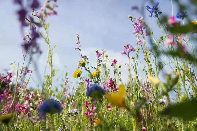 Insektenfreundlicher Garten: Blühende Pflanzen sind nicht nur schön, sondern bieten auch reichlich Pollen und Nektar. | Foto: Christian Schwier/stock.adobe.com