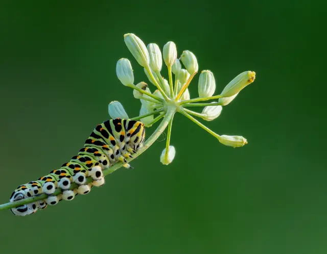 Die Raupe eines Schwalbenschwanzes an einer Futterpflanze | Foto: NABU/Christina Liebmann