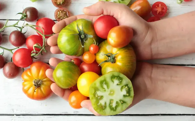 Beim Nachreifen von Tomaten kommt es hauptsächlich auf die Wärme an. | Foto: eflstudioart/stock.adobe.com