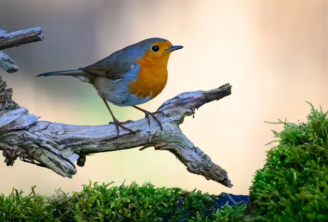 Mit den richtigen Pflanzen wird der Garten zum beliebten Treffpunkt für viele Vogelarten.  | Foto: dpa