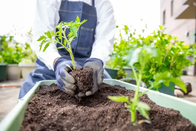 Kleine Fehler beim Tomatenanbau können die gesamte Ernte kosten | Foto:  kazoka303030/stock.adobe.com