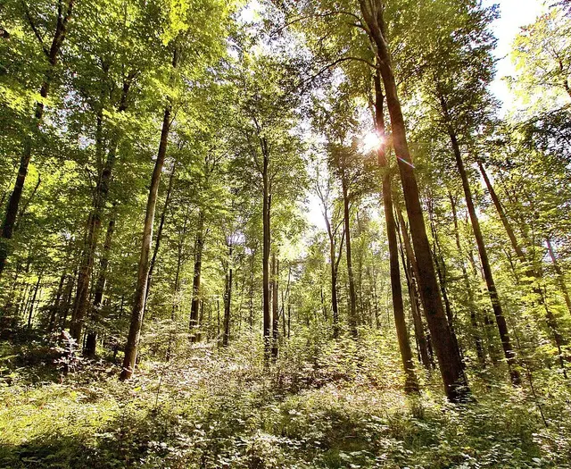 Verfärbte Baumkronen und trockene Äste zeigen im Karlsruher Wald, wie sehr Hitze und Trockenheit zusetzen. | Foto: Stadt Karlsruhe, Roland Fränkle