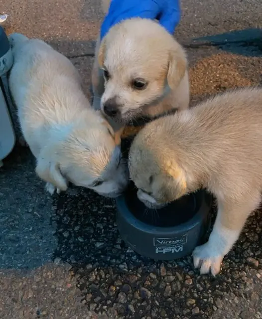 Die drei Hundewelpen wurden bei einer Verkehrskontrolle entdeckt und mit Wasser versorgt. (Handoutbild) | Foto: Polizeiautobahnstation Ludwigshafen-Ruchheim/dpa