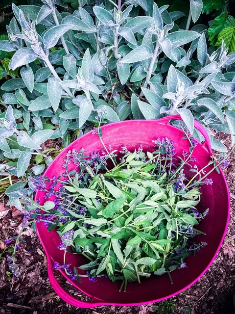 Die Staudenabschnitte sind nicht einfach Gartenabfall, sondern können als Stecklinge zu neuen Stauden herangezogen werden | Foto: Cornelia Bauer