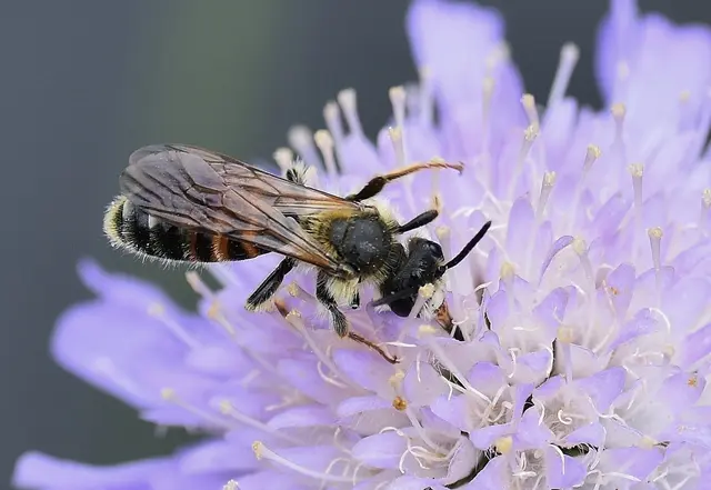 Eine Knautien-Sandbiene an einer Witwenblume  | Foto: NABU/Peter Brixius