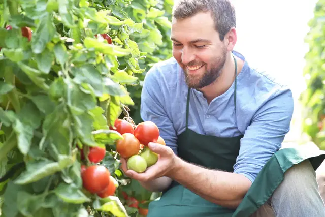 Bei der Tomatenernte ist der richtige Zeitpunkt entscheidend. | Foto:  industrieblick/stock.adobe.com