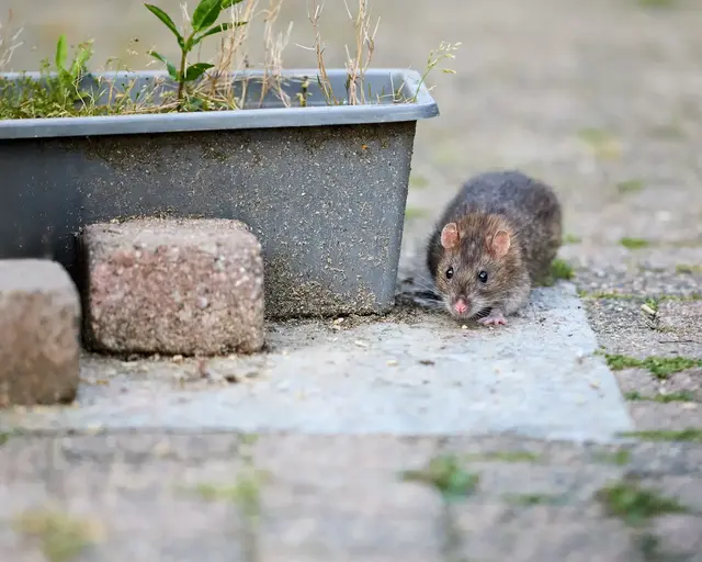 Ratten sind im Garten nicht gerne gesehen. Mit einigen Tricks und Gerüchen kann man die Nager vertreiben – man muss dabei jedoch sehr konsequent sein. | Foto: erwin/stock.adobe.com