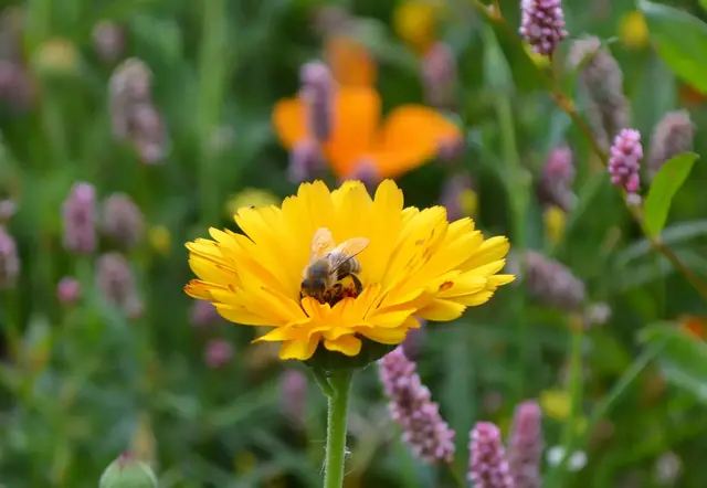 Insektenfreundlicher Garten: Bienen, Hummeln und Schmetterlinge sind besonders wichtig, da sie durch ihre Bestäubungsaktivitäten zur Fruchtbildung und zur Erhaltung der Pflanzenvielfalt beitragen | Foto: Frank Schäfer