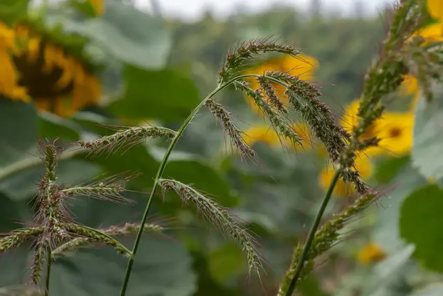 Hühnerhirse breitet sich im Garten rasant aus. Sollte man eine Pflanze entdecken, ist schnelles Handeln gefragt. | Foto: Oleh Marchak/stock.adobe.com
