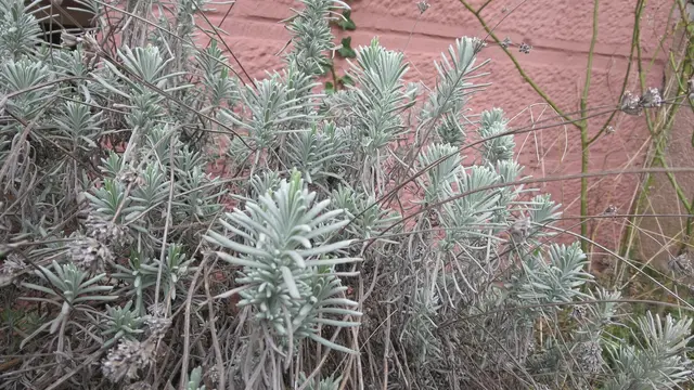 Dieser Lavendel ist am Vergreisen und braucht dringend einen Frühjahrsschitt | Foto: Julia Glöckner
