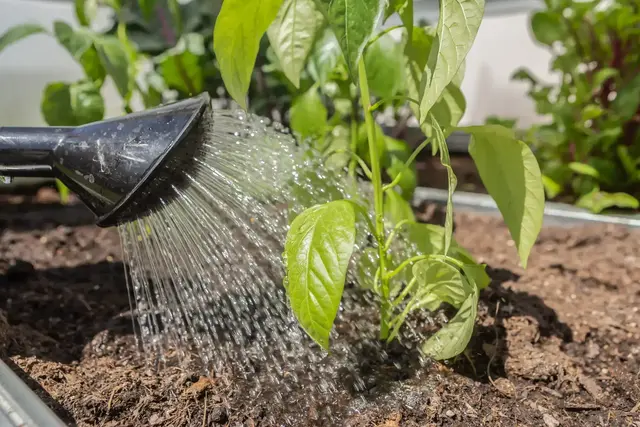 "Pflanzen niemals mit kaltem Wasser gießen!" Dieser Mythos hält sich seit langer Zeit hartnäckig. | Foto: Annabell Gsödl/stock.adobe.com