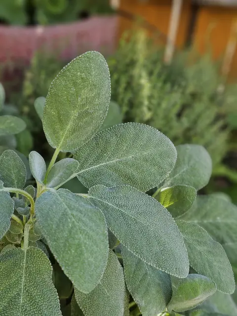 Praktisch: Kräuter wie Salbei oder Thymian kommen gut mit der Trockenheit klar. Gleichzeitig kann man sie in der Küche verwenden  | Foto: Gisela Böhmer