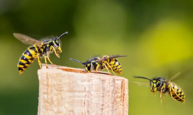 Wespen im Garten können schnell lästig werden. Es gibt einige Methoden, um die Insekten schnell und freundlich zu vergraulen. | Foto: Rainer Fuhrmann/stock.adobe.com