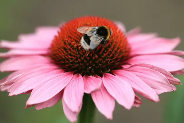 Nicht alle Blühpflanzen sind für Insekten geeignet | Foto:   Marjon Besteman/Pixabay