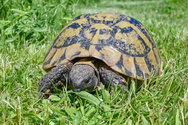Die Schildkröte war lange vermisst. (Symbolbild) | Foto: Patrick Pleul/dpa-Zentralbild/ZB