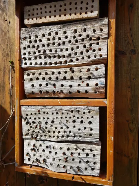In diesem Wildbienenhotel sind noch zahlreiche Zimmer frei | Foto: Gisela Böhmer