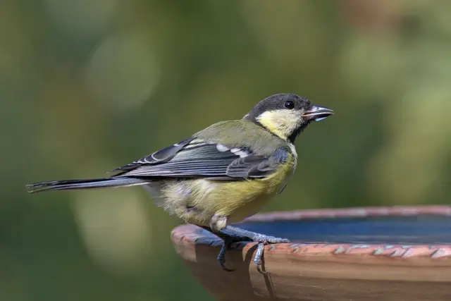 Eine Meise an einer Vogeltränke | Foto: NABU/Rita Priemer