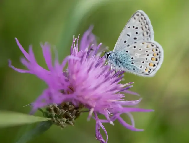 Reich gedeckt: Welche Stauden machen den Garten zum Schmetterlingsparadies? | Foto: dpa