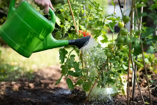 Wenn es richtig heiß wird, brauchen Pflanzen nicht automatisch ständig Wasser, sondern vor allem die richtige Pflege zur richtigen Zeit. | Foto: Wellnhofer Designs/stock.adobe.com