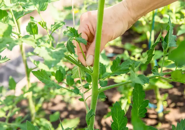 Tomaten ausgeizen führt zu einer besseren Ernte | Foto: FotoHelin/stock.adobe.com