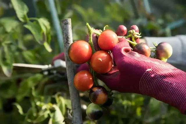 Robust bei Hitze: Tomaten kommen mit warmen und trockenen Bedingungen meist gut zurecht.  | Foto: dpa