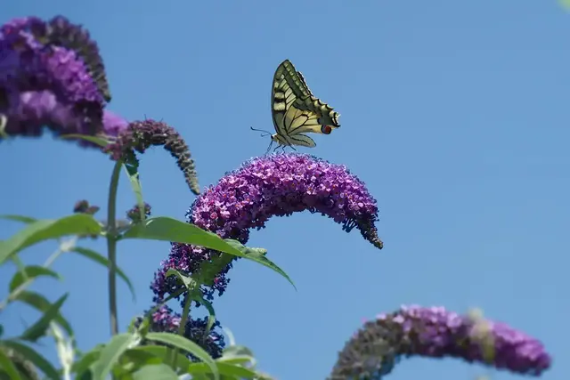 Der Schmetterlingsflieder ist für viele anziehend, doch umstritten | Foto: Janine/stock.adobe.com