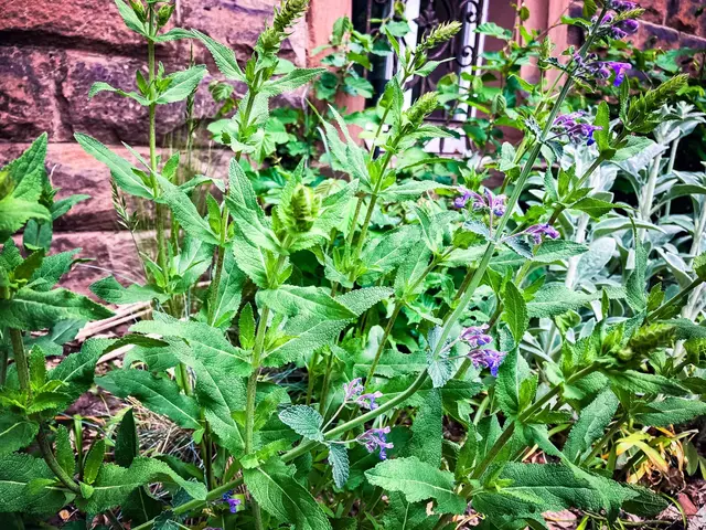 Der im vergangenen Jahr aus Samen gezogene Ziersalbei steht kurz vor der Blüte. Damit er kompakt und gesund weiter wächst und hoffentlich viele neue Triebe und Blüten ansetzt, schneidet man ihn im Mai beherzt zurück. | Foto: Cornelia Bauer
