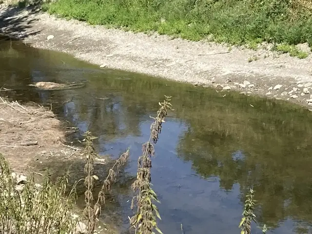 Niedrigwasser belastet Bäche und Flüsse im Regierungsbezirk Karlsruhe. Das Regierungspräsidium bittet, aktuell kein Wasser zu entnehmen. | Foto: RPK