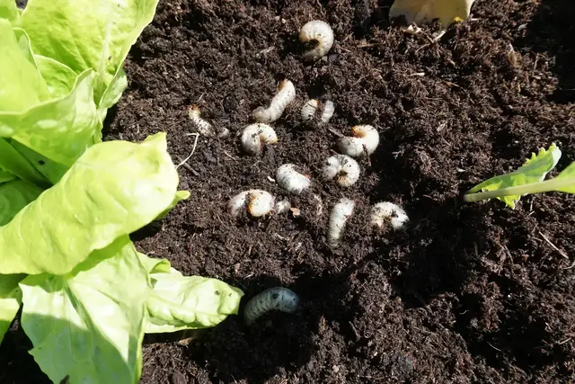 Engerlinge können im Garten großen Schaden anrichten. | Foto: FotoSabine/stock.adobe.com