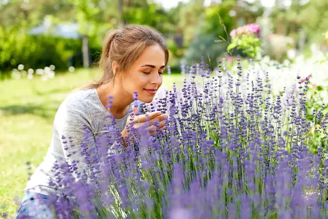 Lavendel liebt Trockenheit und ist daher im Präriegarten gut aufgehoben. Die Duftstaude verbreitet mediterranes Flair und sollte zwei Mal im Jahr geschnitten werden. | Foto: Syda Productions/stock.adobe.com