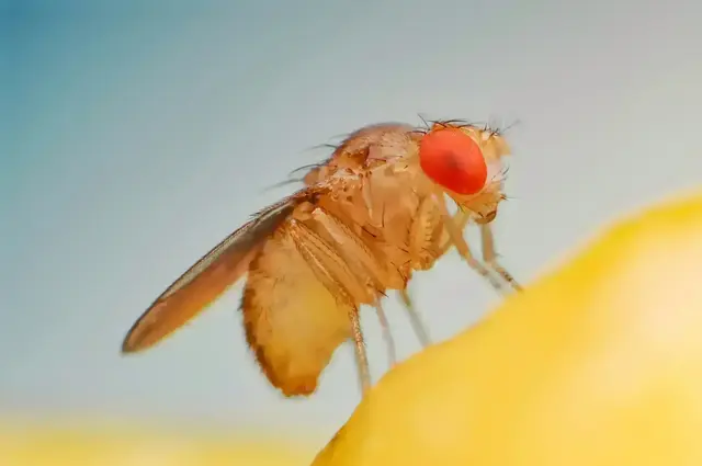 Fruchtfliegen loswerden gelingt mit diesen hilfreichen Tipps ganz leicht. Übrigens: Eine Obstfliege kann bis zu 400 Eier ablegen | Foto: Arif_Vector/stock.adobe.com