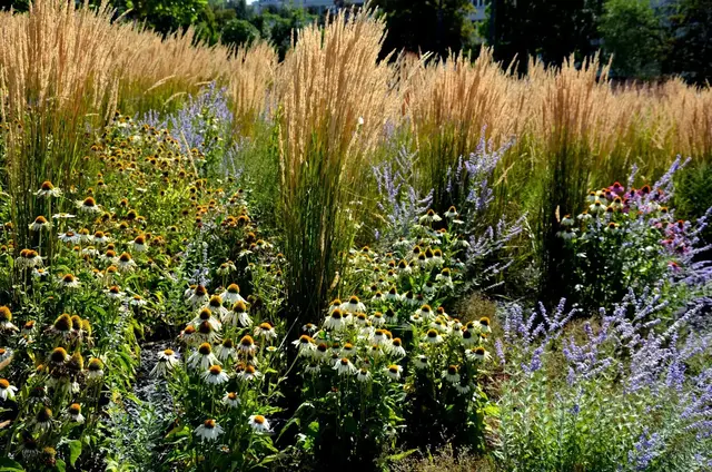 Gräser bringen in diesem Präriegarten Höhe und Struktur zwischen Blauspiere und Sonnenhut | Foto: Michal/stock.adobe.com