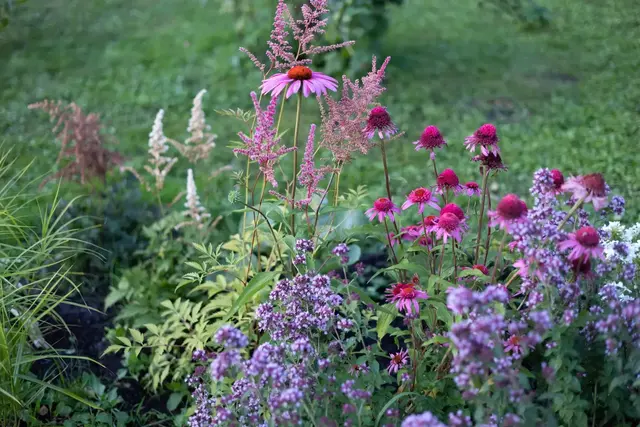 Kein Präriegarten ohne Sonnenhut: Er ist beliebt bei Bienen und Schmetterlingen | Foto: Mara Zemgaliete/stock.adobe.com